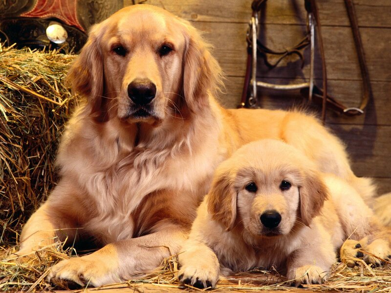 Golden Retriever and puppy