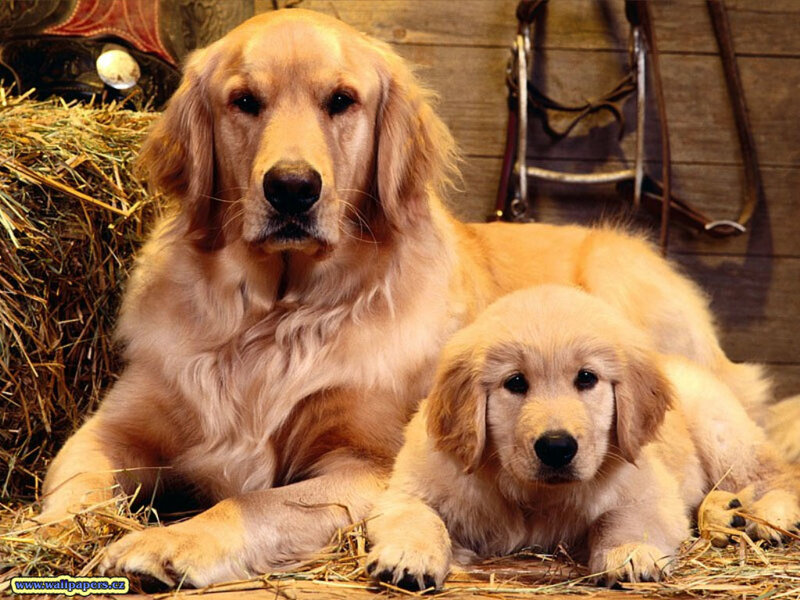Golden Retriever and Puppy