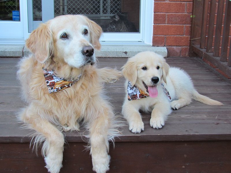 Golden Retriever and Puppy — Gold, Calm, Afternoon