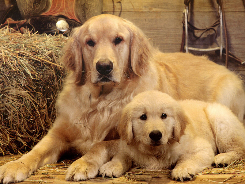 Golden Retriever and Puppy — Gold, Calm