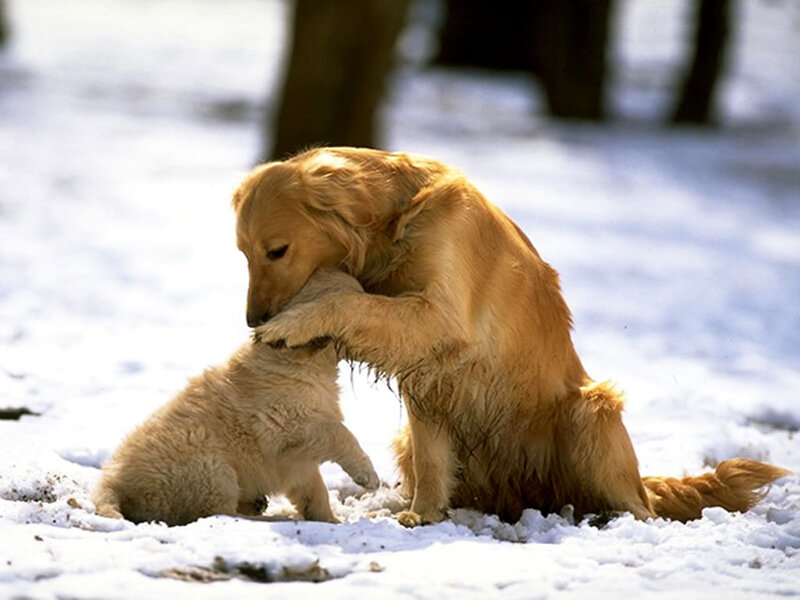 Golden Retriever and Puppy — Gold