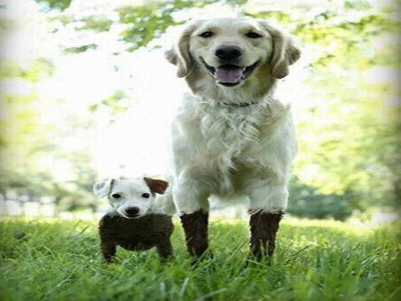 Golden Retriever and Puppy — Green, Calm