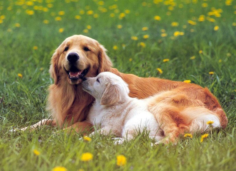 Golden Retriever and Puppy — Green