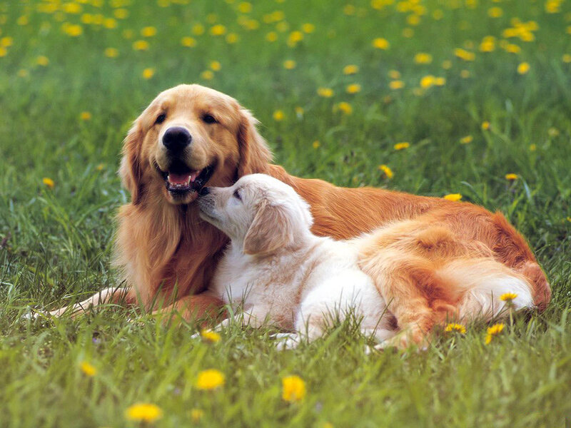 Golden Retriever and puppy in field