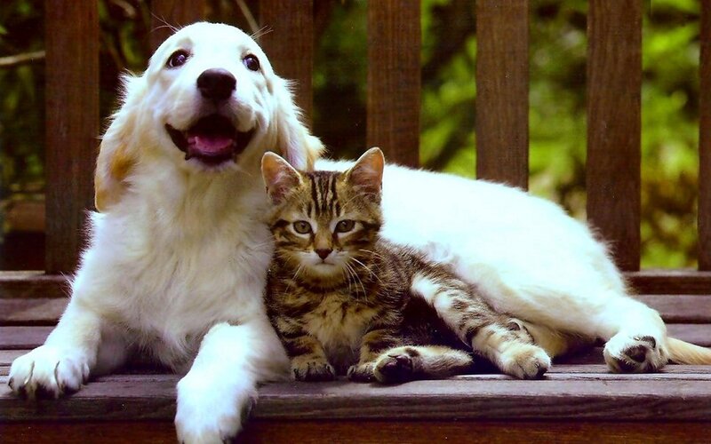 Golden Retriever and Tabby Cat — White