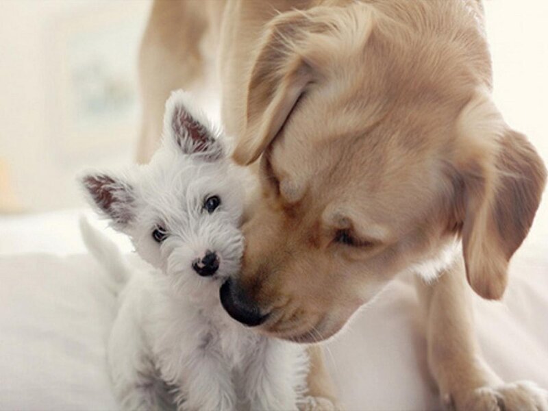 Golden Retriever and White Puppy — Calm