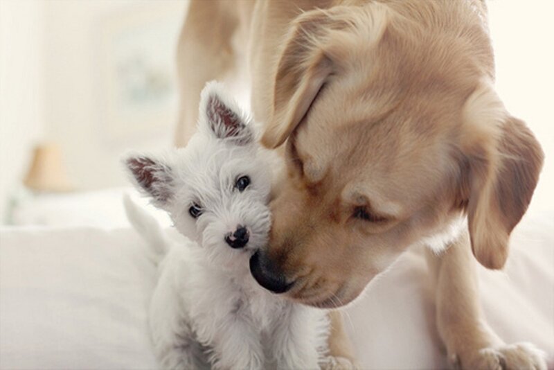 Golden Retriever and White Puppy