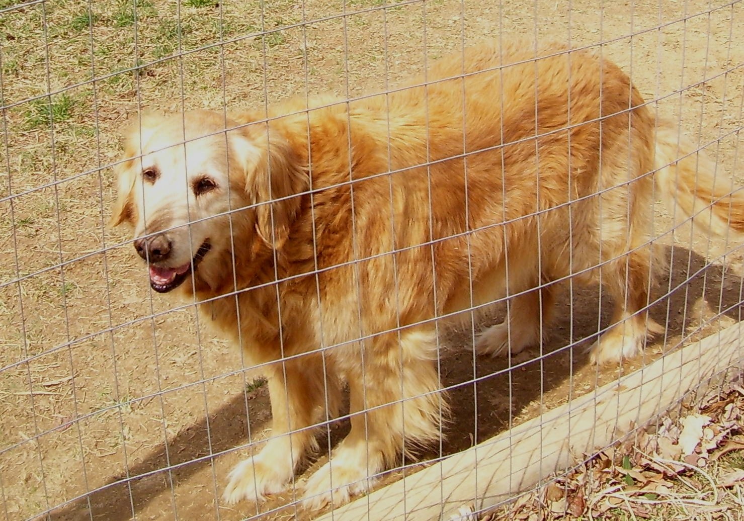 Golden retriever behind a fence