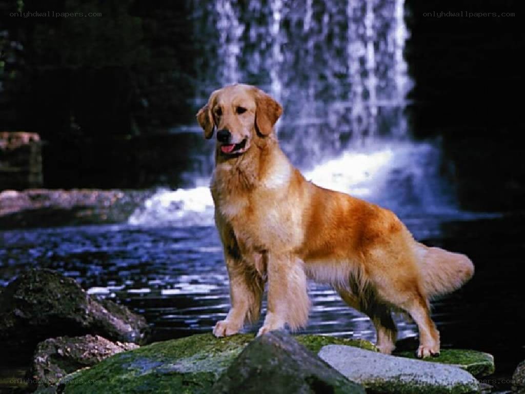 Golden retriever by a waterfall