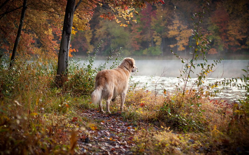 Golden Retriever by Lake — Brown