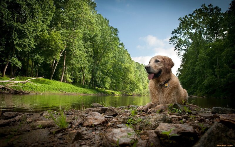 Golden Retriever by River — Green, Serene, Afternoon