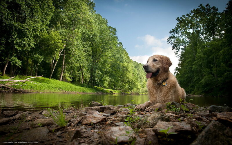 Golden Retriever by River — Green, Serene