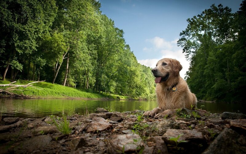 Golden Retriever by River — Green