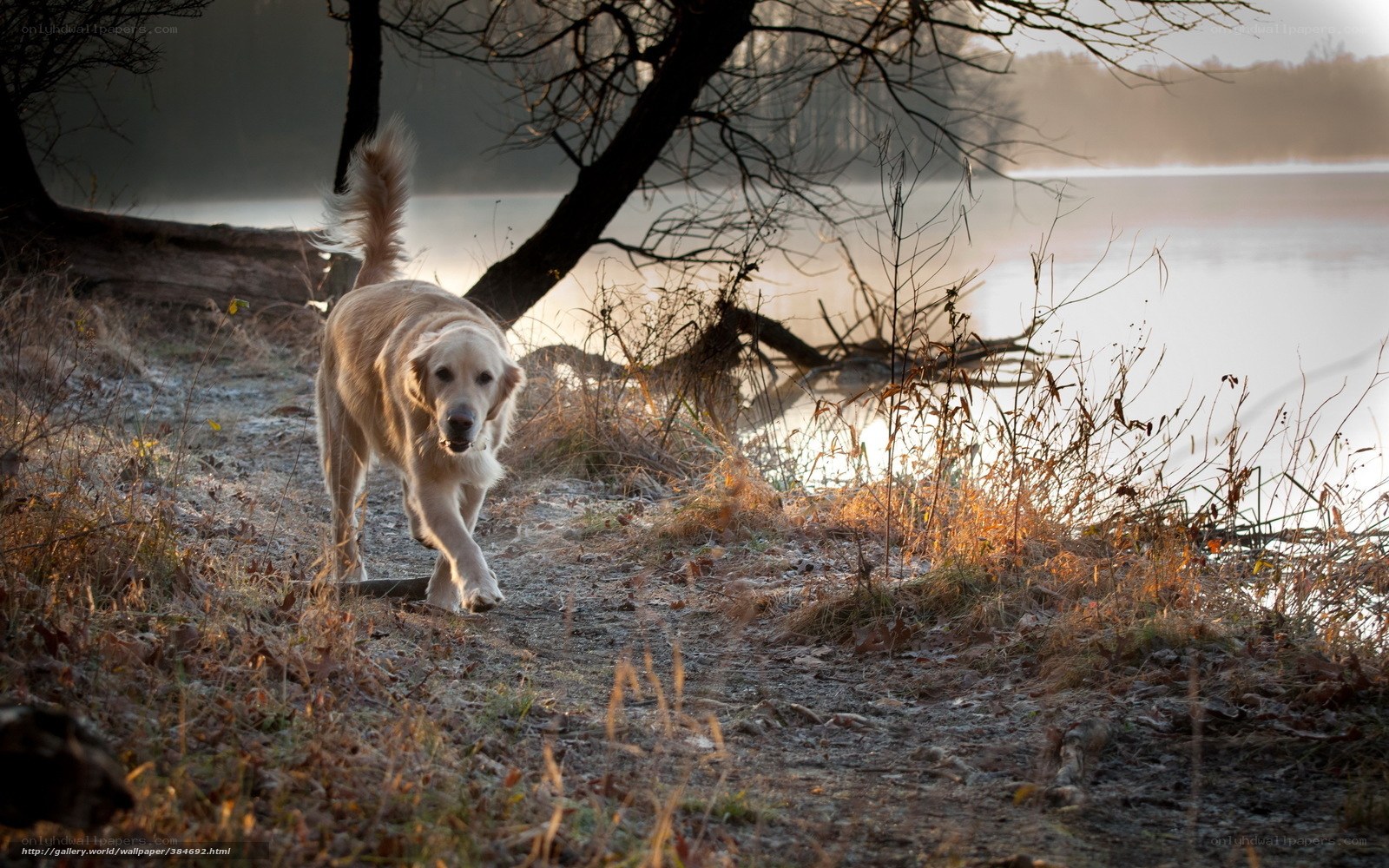 Golden Retriever by the Lake