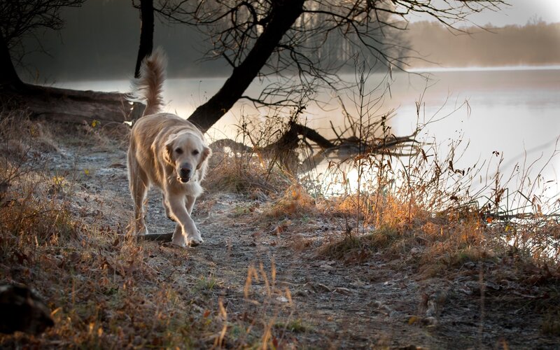 Golden retriever by the lake