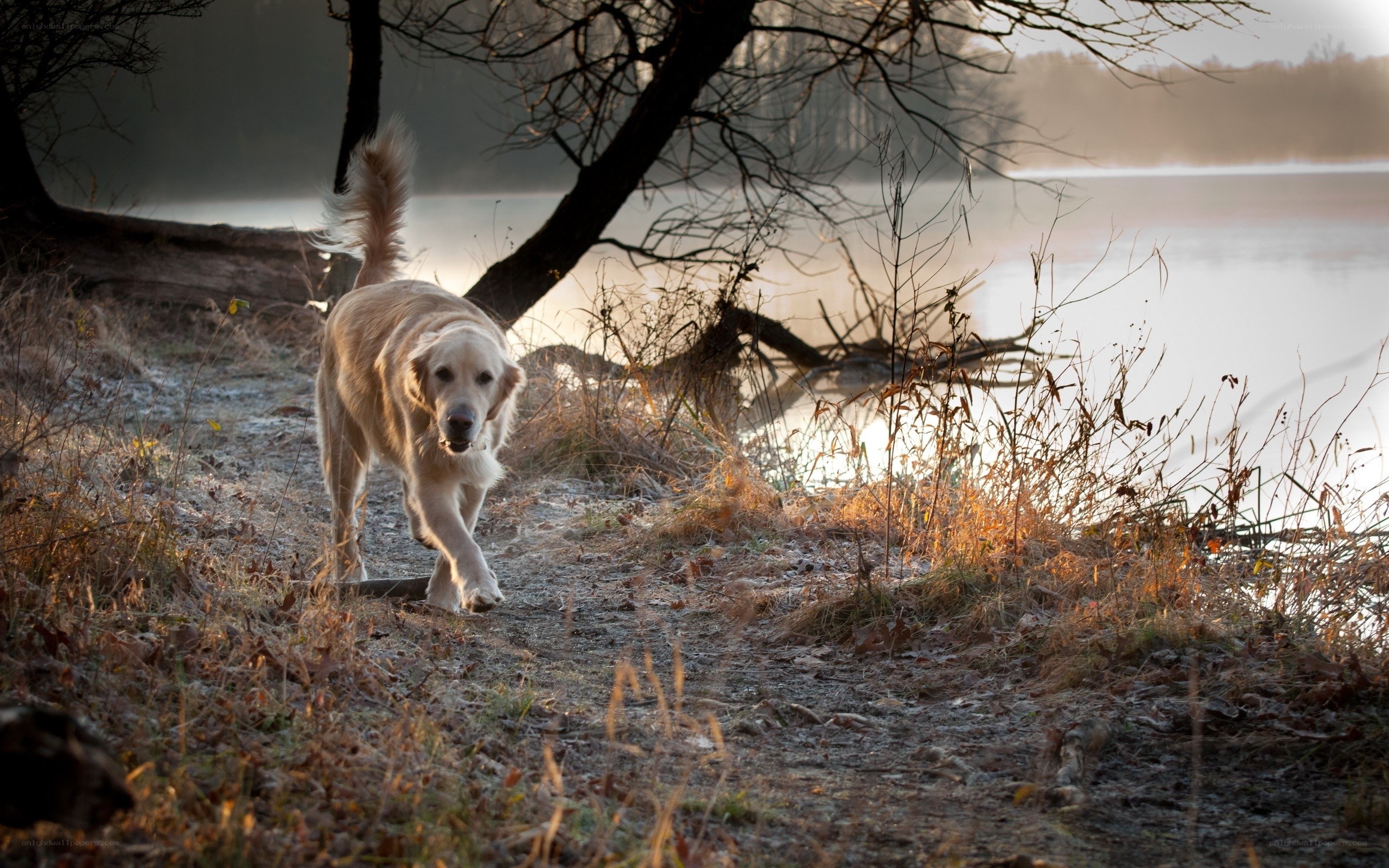 Golden retriever by the lake