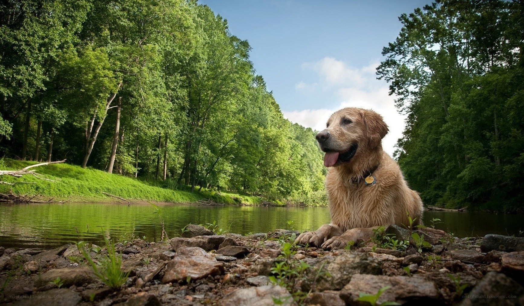 Golden retriever by the river