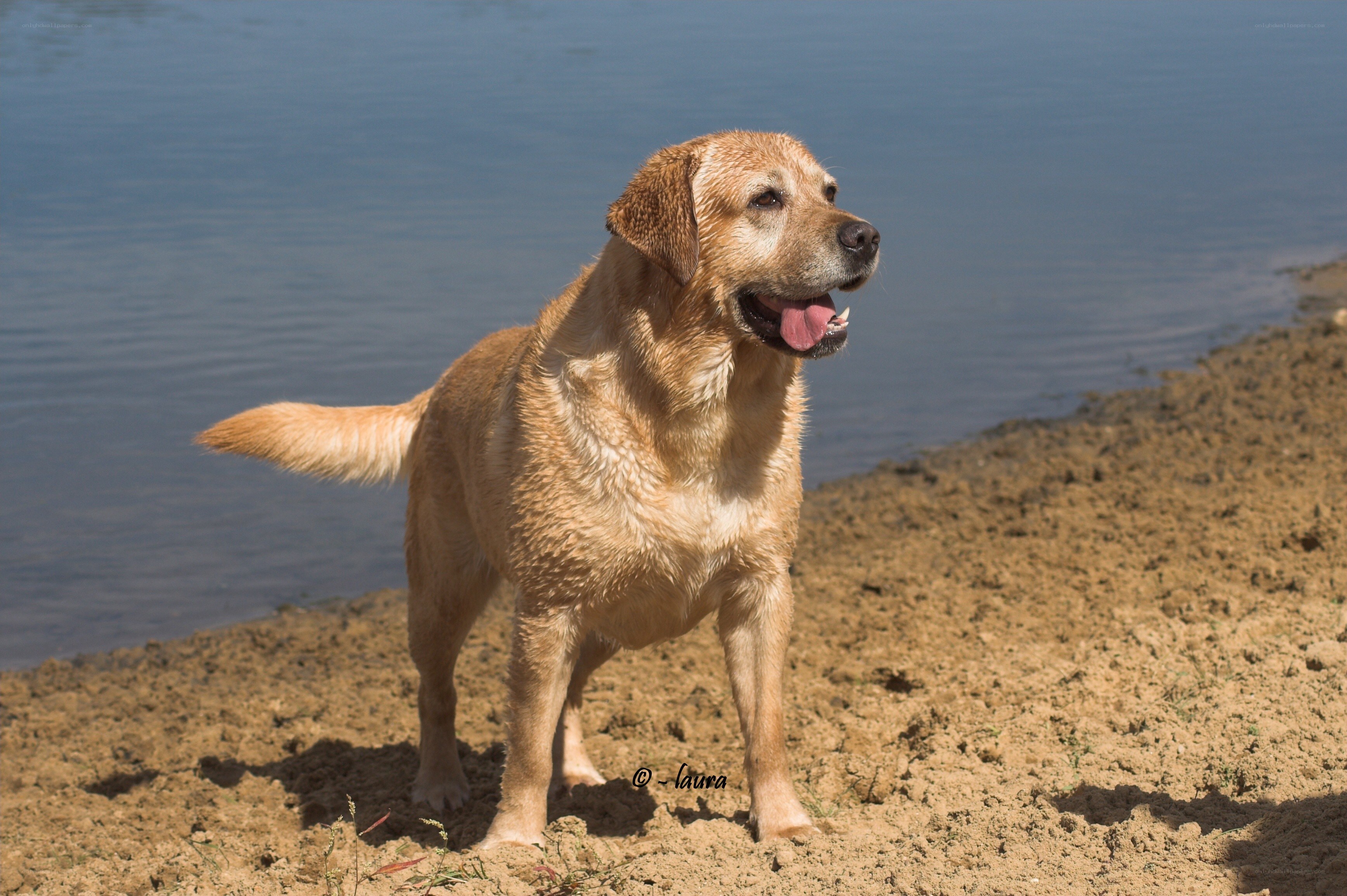 Golden retriever by the water
