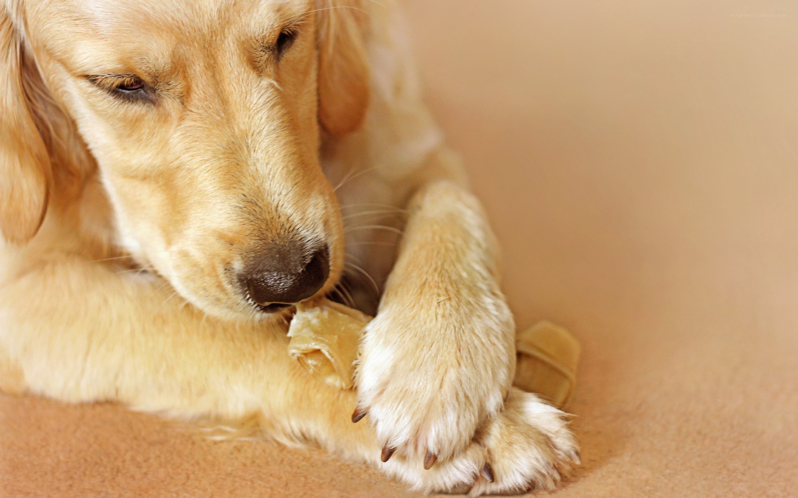 Golden Retriever chewing bone