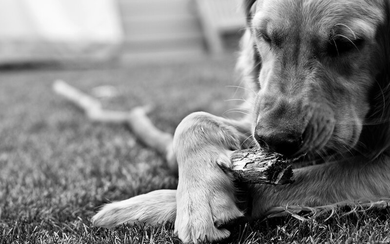 Golden Retriever Chewing Stick — Black