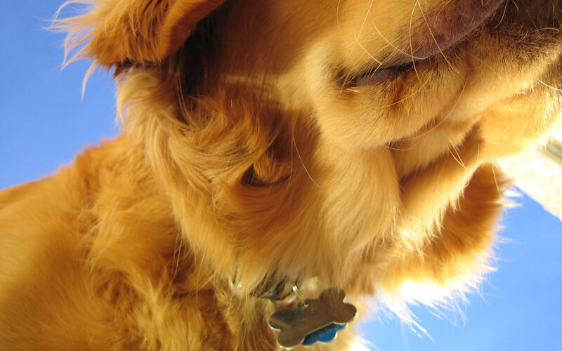 golden retriever close-up