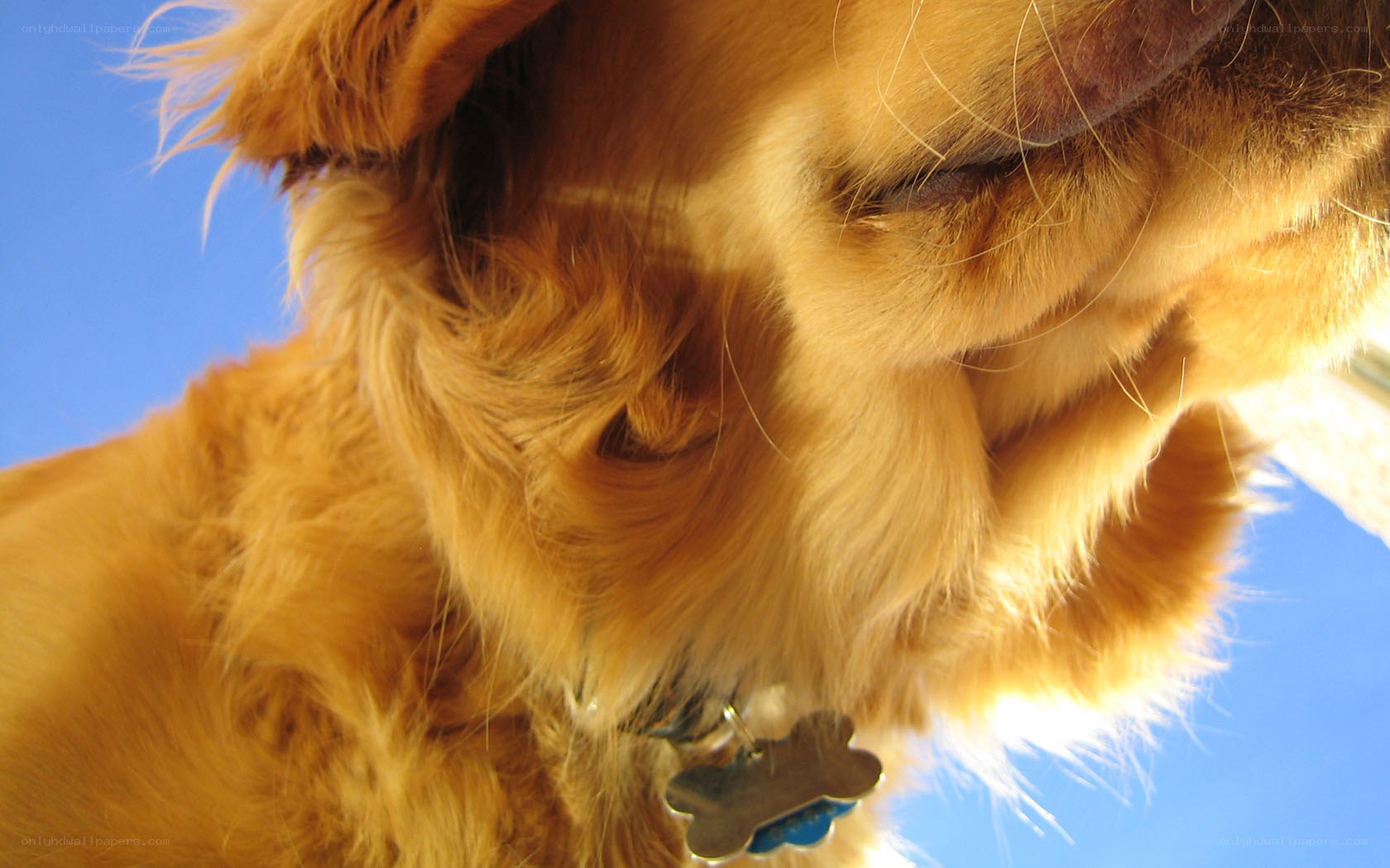 golden retriever close-up