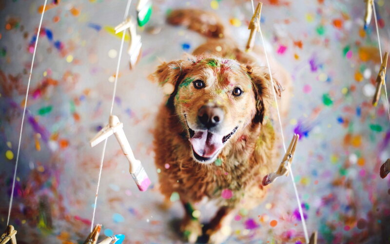 Golden Retriever Covered in Paint — Brown