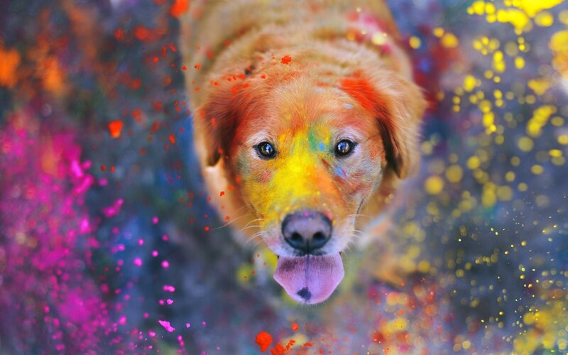Golden Retriever Covered in Paint