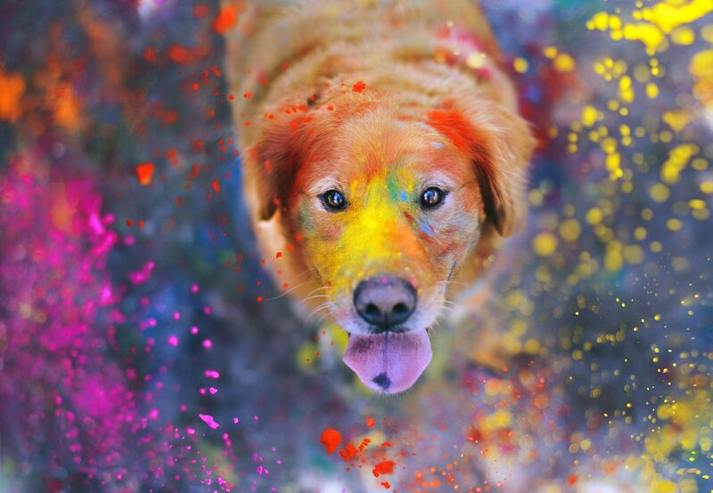 Golden Retriever Covered in Paint — Yellow, Playful, Photograph, Paint Splatters
