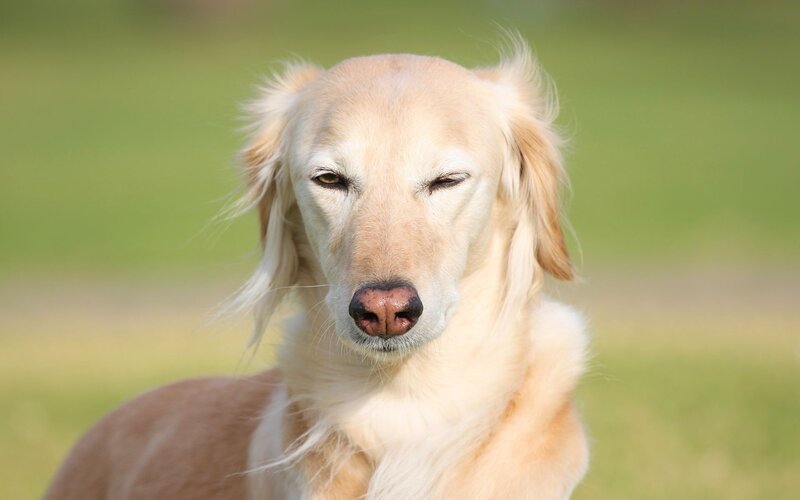 Golden Retriever Dog — Beige, Calm, Afternoon