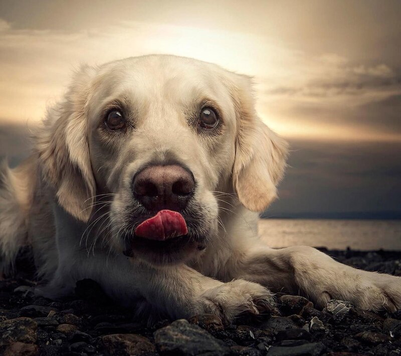 Golden Retriever Dog — Beige, Calm, Sunset