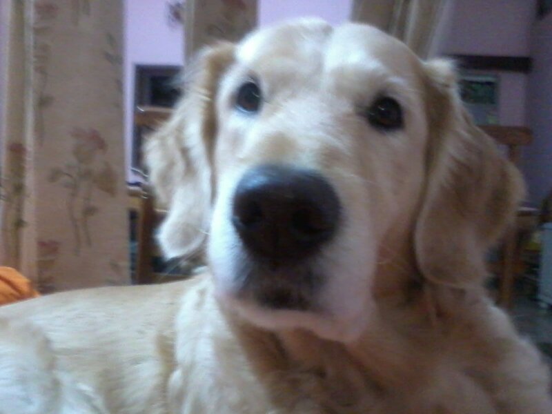 Golden Retriever Dog — Beige, Calm
