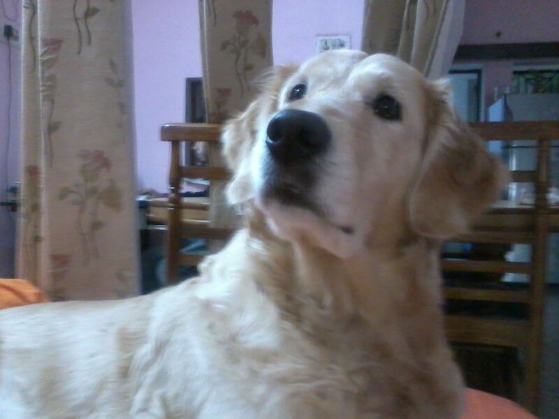 Golden Retriever Dog — Beige