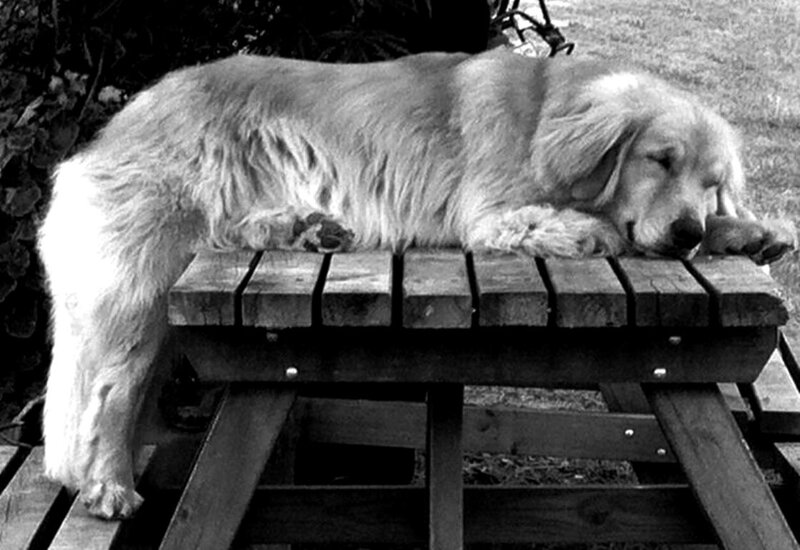 Golden Retriever Dog — Black, Calm, Photograph, Bench