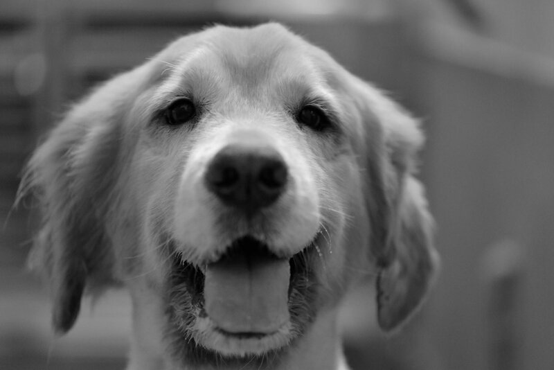 Golden Retriever Dog — Black, Calm, Photograph, Close-up