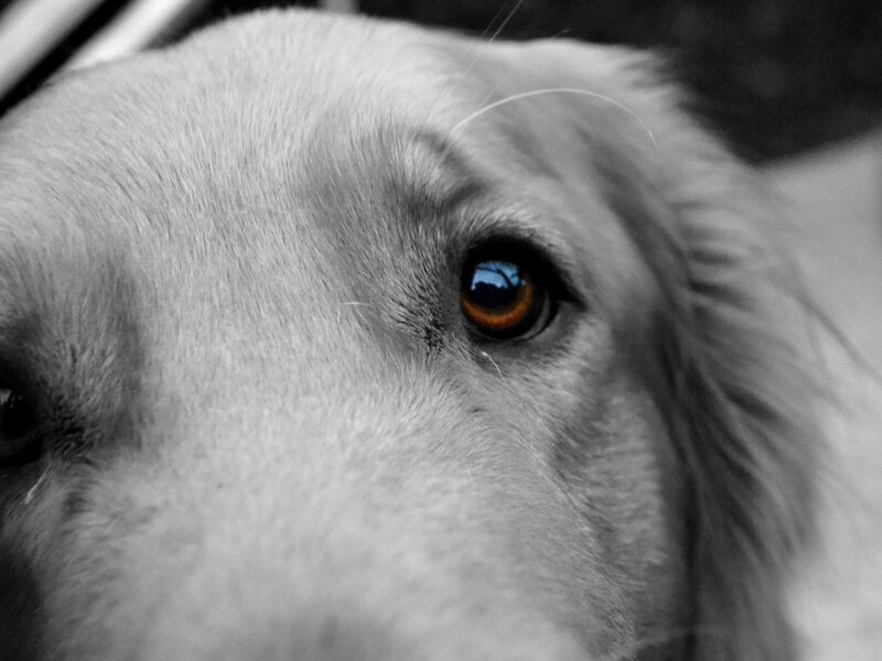 Golden Retriever Dog — Black, Calm, Photograph, Eye
