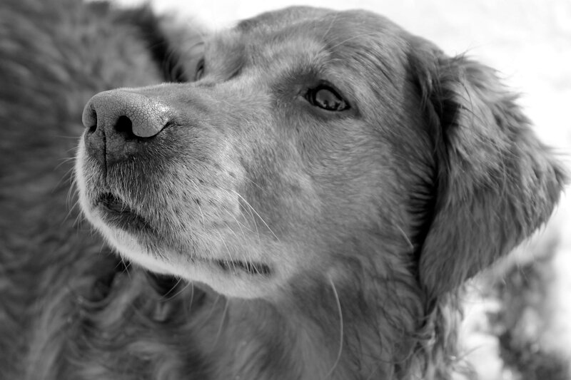 Golden Retriever Dog — Black, Calm, Photograph, Nose