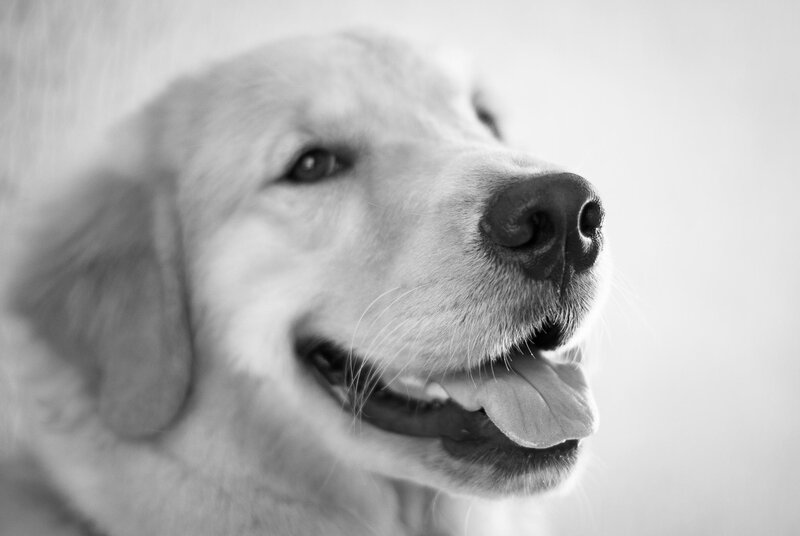 Golden Retriever Dog — Black, Calm, Photograph, Snout