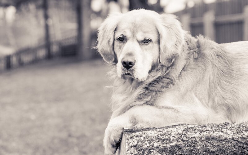 Golden Retriever Dog — Black, Calm, Photograph, Stone