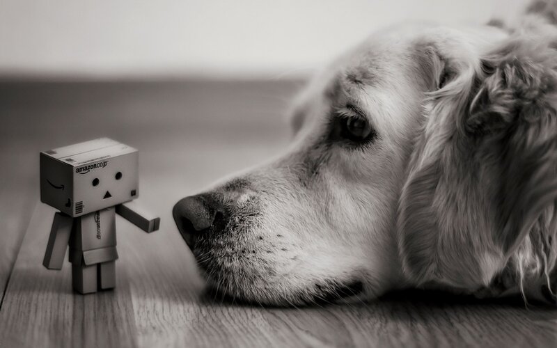 Golden Retriever Dog — Black, Calm