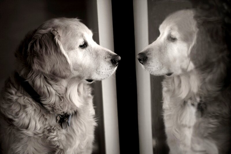 Golden Retriever Dog — Black, Contemplative