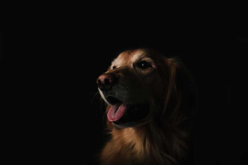 Golden Retriever Dog — Black, Dramatic, Photograph, Dark Background