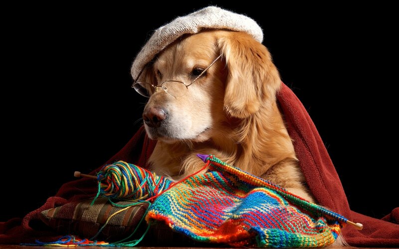 Golden Retriever Dog — Black, Dramatic, Photograph