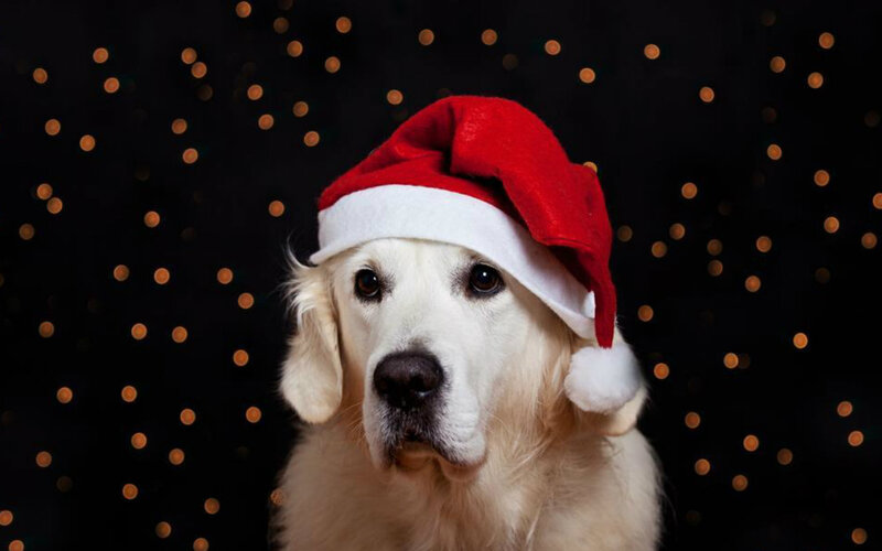 Golden Retriever Dog — Black, Festive, Night
