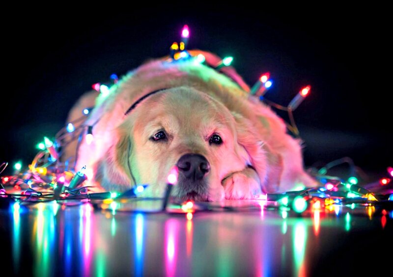 Golden Retriever Dog — Black, Festive