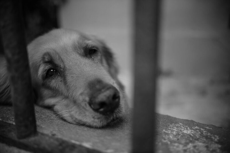 Golden Retriever Dog — Black, Melancholic