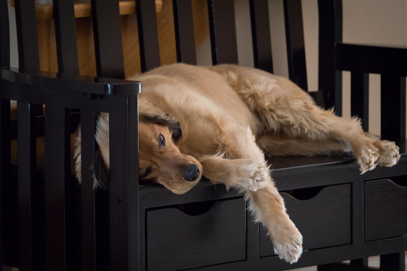 Golden Retriever Dog — Black, Relaxed