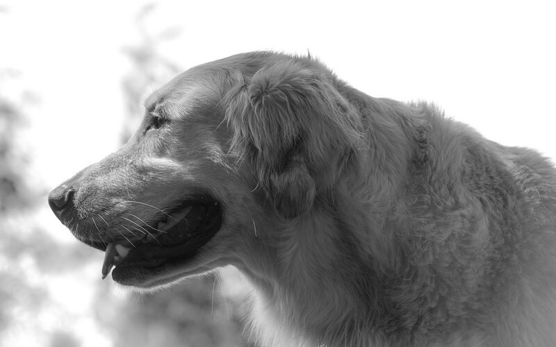 Golden Retriever Dog — Black
