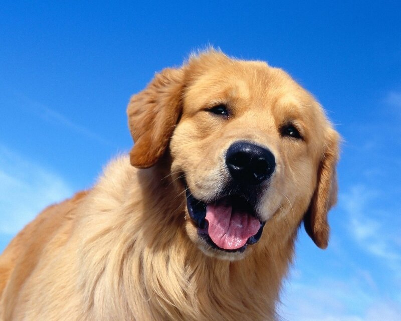 Golden Retriever Dog — Blue, Bright, Afternoon, Photograph