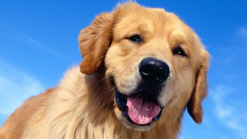 Golden Retriever Dog — Blue, Calm, Afternoon